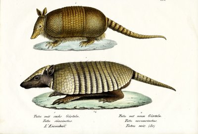 Different Kinds Of Armadillos by Karl Joseph Brodtmann